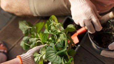 top-view-people-taking-care-plants_23-2149722644-1471058